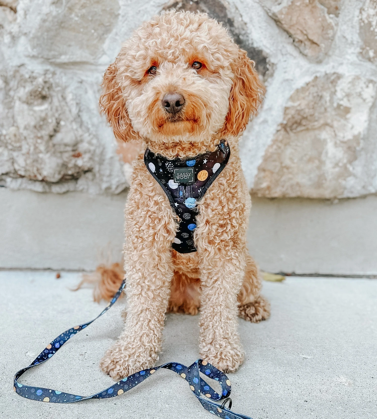 Dog Adjustable Harness - To The Stars And Beyond 19 Dog Adjustable Harness - To The Stars And Beyond - Image 17