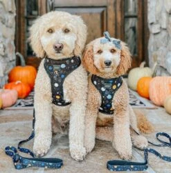 Dog Adjustable Harness - To The Stars And Beyond 37 Dog Adjustable Harness - To The Stars And Beyond -Furfinity Cheap Shop space dog harness 19 2 b0319632 8fda 4568 88c7 34758d2b6548