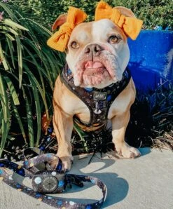 Dog Adjustable Harness - To The Stars And Beyond 34 Dog Adjustable Harness - To The Stars And Beyond -Furfinity Cheap Shop space dog harness 21 2 1b274402 0430 49f3 90e5 8a99853ec7bb