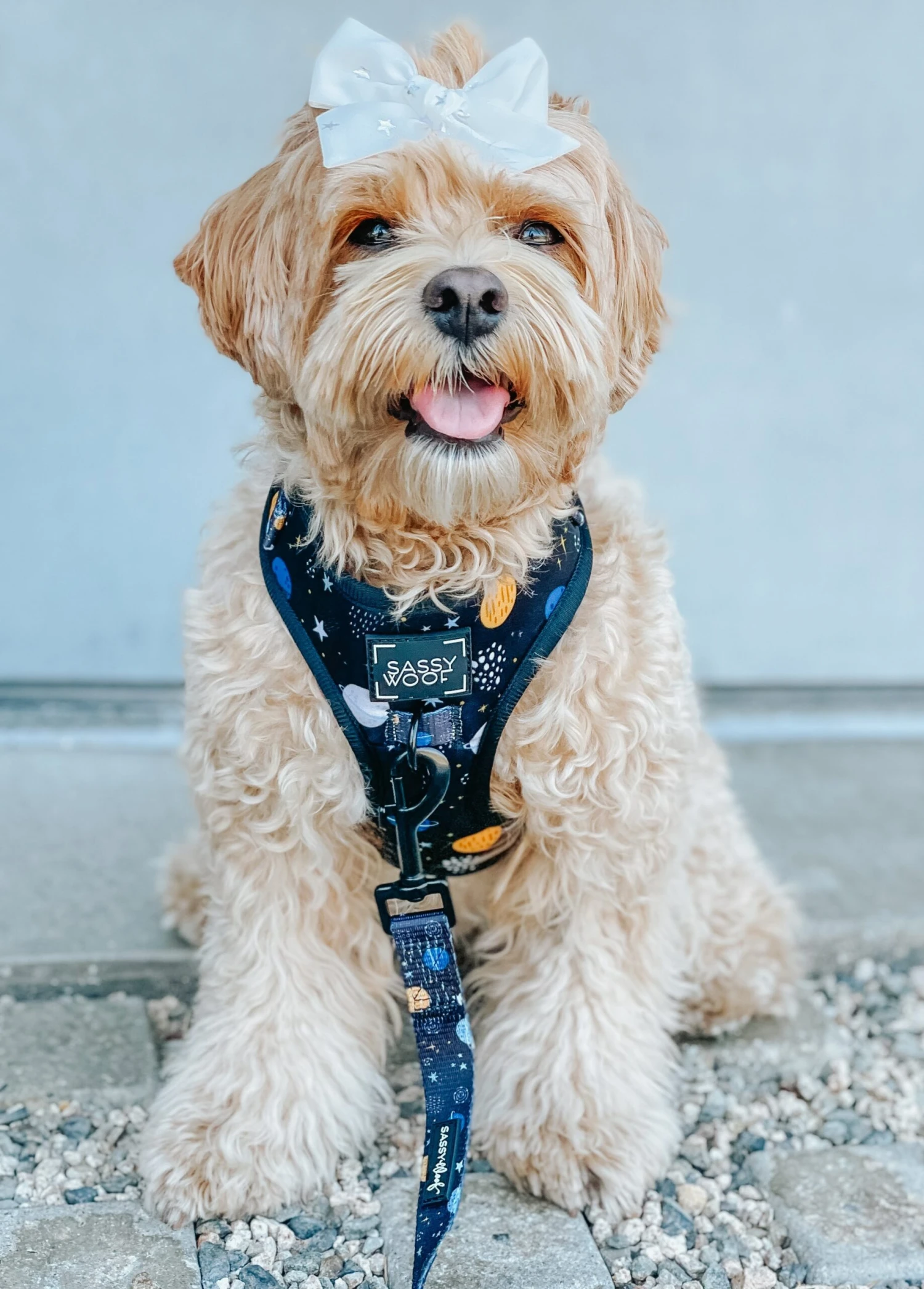 Dog Adjustable Harness - To The Stars And Beyond 20 Dog Adjustable Harness - To The Stars And Beyond - Image 18