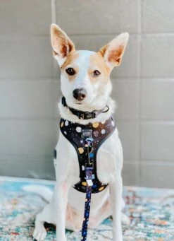 Dog Collar - To The Stars And Beyond -Furfinity Cheap Shop space dog harness 24