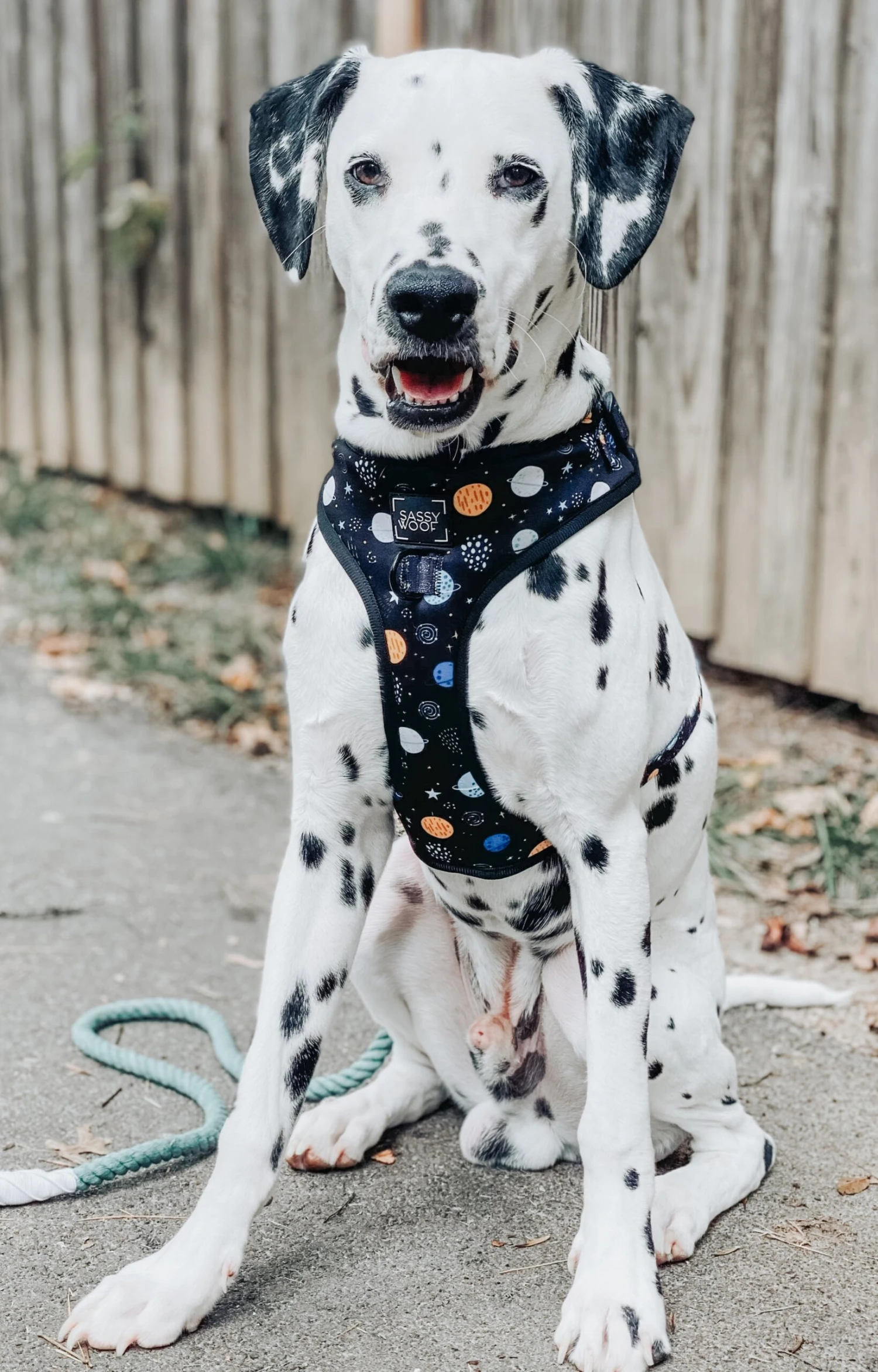 Dog Adjustable Harness - To The Stars And Beyond 10 Dog Adjustable Harness - To The Stars And Beyond - Image 8