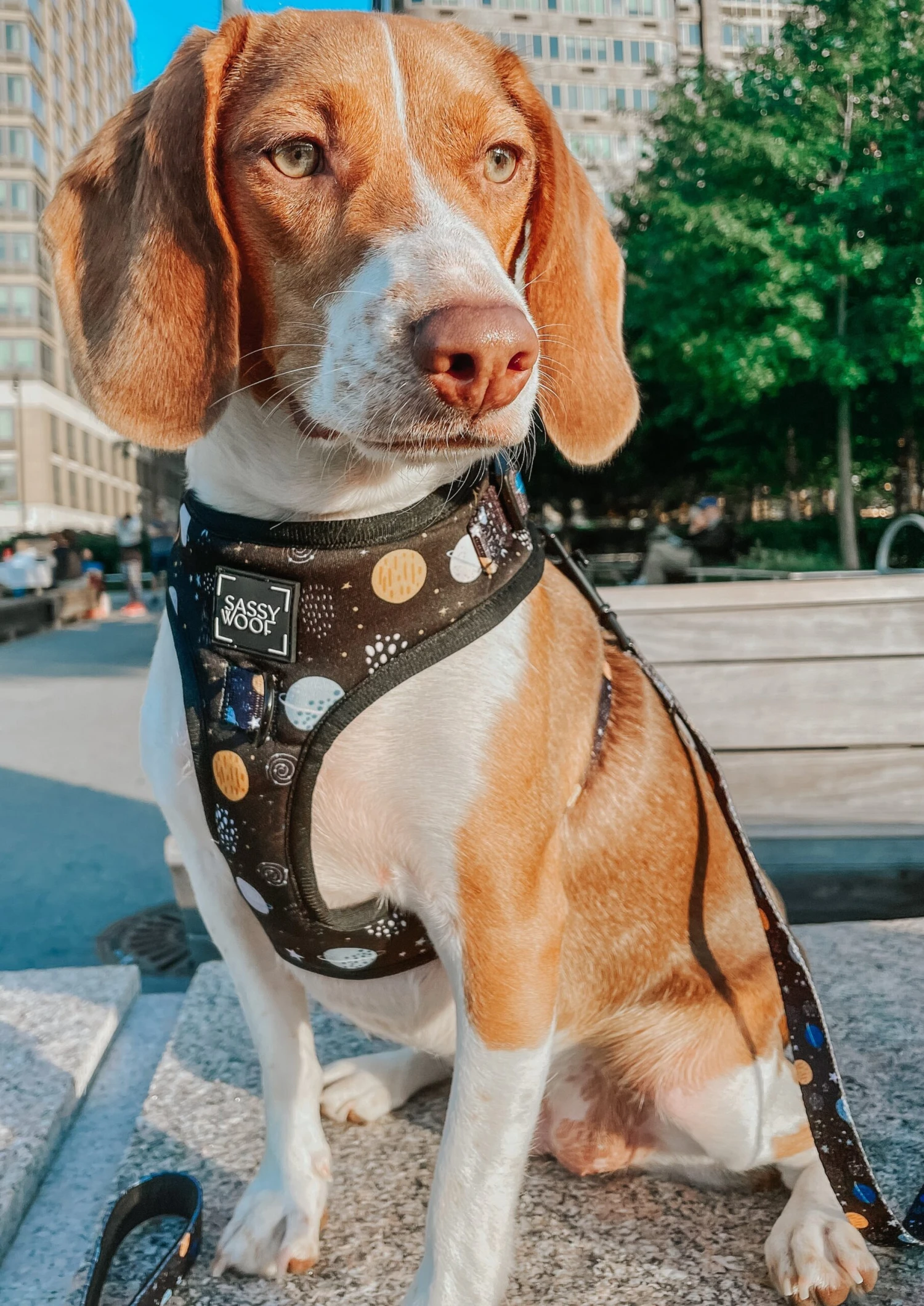 Dog Adjustable Harness - To The Stars And Beyond 22 Dog Adjustable Harness - To The Stars And Beyond - Image 20