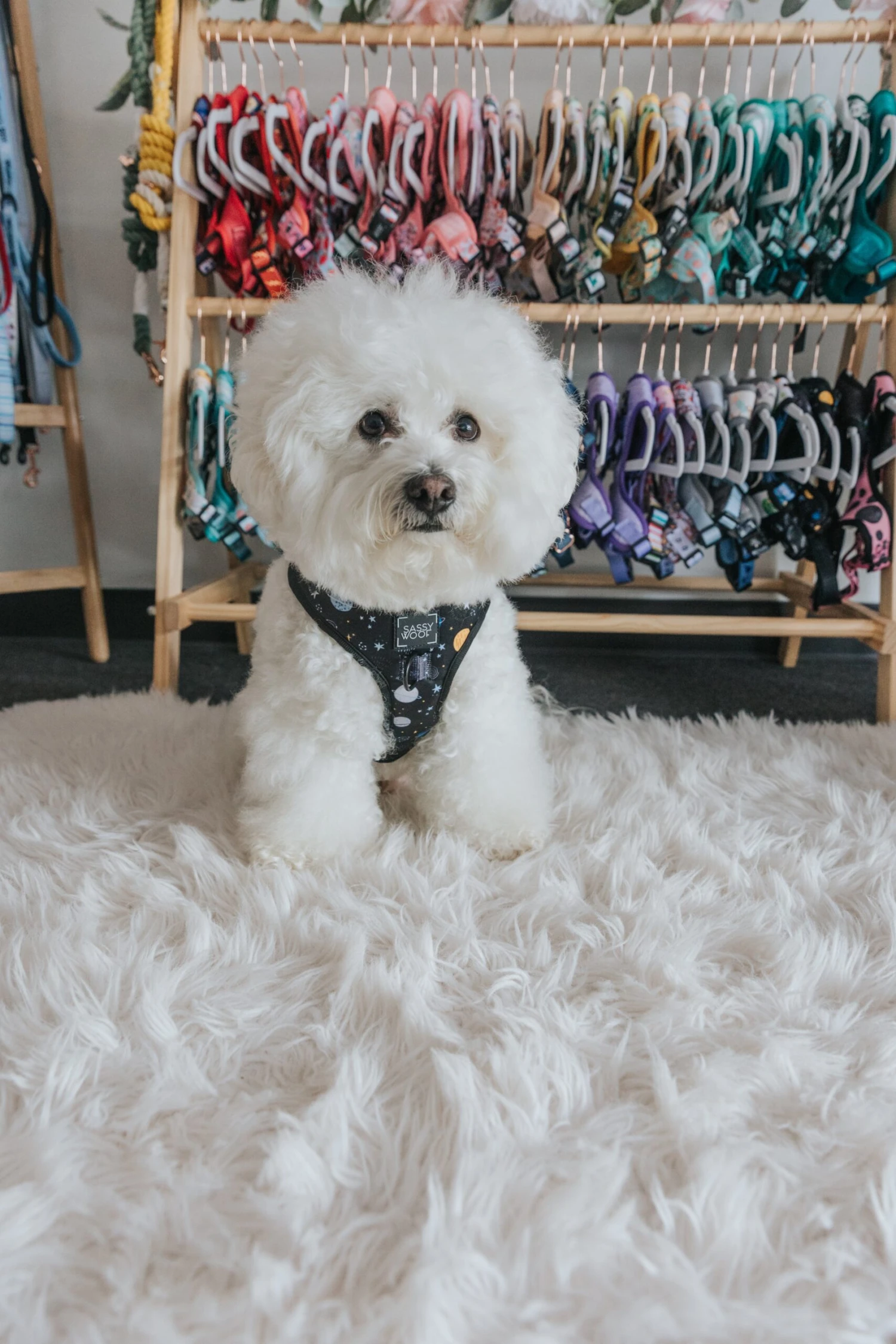 Dog Adjustable Harness - To The Stars And Beyond 9 Dog Adjustable Harness - To The Stars And Beyond - Image 7