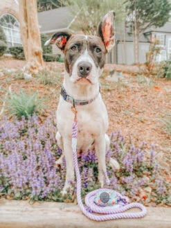 Dog Collar - Spread The Love -Furfinity Cheap Shop spread da love dog bundle 11