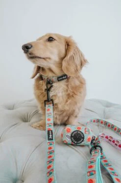 Dog Collar - Spread The Love -Furfinity Cheap Shop spread da love dog bundle 18 b64c6de8 3b51 46ca 8fb1 3f6f53a0dc13