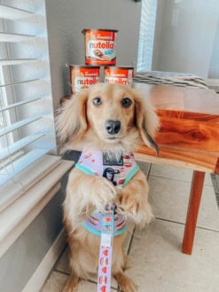 Dog Reversible Harness - Spread The Love -Furfinity Cheap Shop spread the love dog bundle 2 e18d3082 a27c 410a aeb4 52358631cace