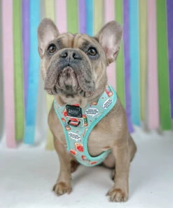 Dog Reversible Harness - Spread The Love -Furfinity Cheap Shop spread the love dog foodie 2