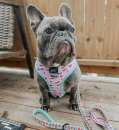 Dog Reversible Harness - Spread The Love -Furfinity Cheap Shop spread the love dog foodie 6 5fb72c48 1dfc 4dcf 8e06 bee4daf3b373