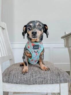 Dog Reversible Harness - Spread The Love -Furfinity Cheap Shop spread the love dog harness 2 2b52913f 775d 421f 90a2 3d242712decb