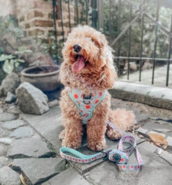 Dog Reversible Harness - Spread The Love -Furfinity Cheap Shop spread the love dog harness 3 86bbbf12 a5d1 425f 9d1b f1d56b3a345d