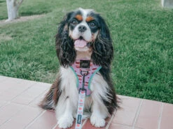 Dog Reversible Harness - Spread The Love -Furfinity Cheap Shop spread the love dog harness 5 db40d114 3655 42a8 864f 19e34e4c3081