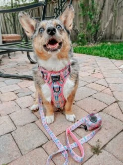 Dog Four Piece Bundle - Good Vibes -Furfinity Cheap Shop stormy corgi 1 160bb209 1a77 4ef7 b0ef 8eb55bc04a2c