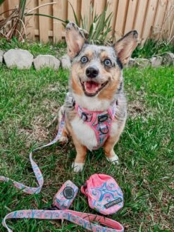 Dog Two Piece Bundle - Good Vibes -Furfinity Cheap Shop stormy corgi 3 99a00a84 2da8 4ca2 8924 2d8a43bed6bd