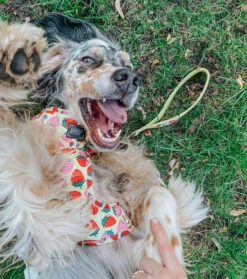 Dog Adjustable Harness - Strawberry Fields Furever -Furfinity Cheap Shop straw berry fields 6