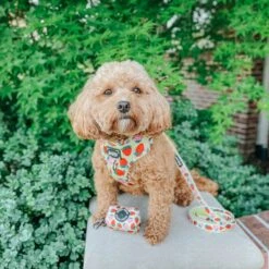 Dog Adjustable Harness - Strawberry Fields Furever -Furfinity Cheap Shop strawberry dog harness fields furever 12 572a37ae 70c1 4f54 9e38 d2d35a7f07ae