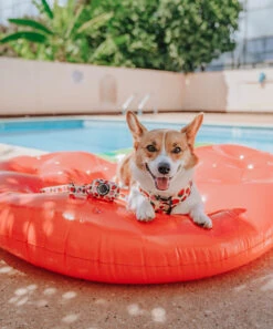 Dog Adjustable Harness - Strawberry Fields Furever -Furfinity Cheap Shop strawberry fields dog harness adj 10