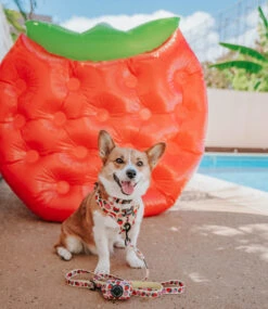 Dog Collar - Strawberry Fields Furever -Furfinity Cheap Shop strawberry fields dog harness adj 3