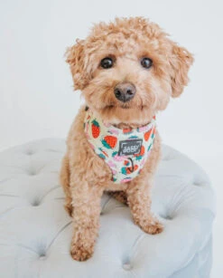 Dog Adjustable Harness - Strawberry Fields Furever -Furfinity Cheap Shop strawberry fields furever dog collection 7