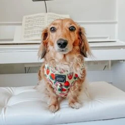 Dog Adjustable Harness - Strawberry Fields Furever -Furfinity Cheap Shop strawberry fields furever dog ab9a94cd 0960 4a02 b3c7 179c412fa1f0