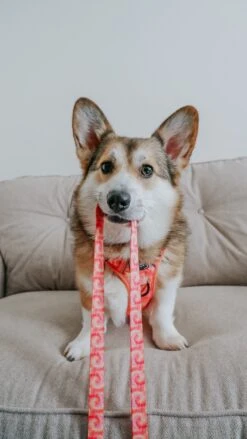 Dog Leash - Summer Sorbet -Furfinity Cheap Shop strawberrywafflecorgi 4