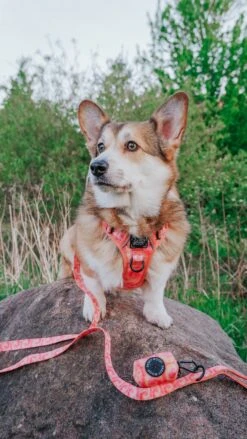 Dog Step-in Harness - Summer Sorbet -Furfinity Cheap Shop strawberrywafflecorgi 5 842408f2 dc96 4b70 88a9 e6f285ad5b9c