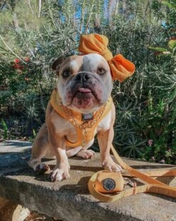 Dog Adjustable Harness - Sunflower Fields -Furfinity Cheap Shop sunflower fields dog 1 07a840e9 a7aa 4baf 92f3 6222e8c217c5