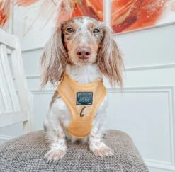 Dog Adjustable Harness - Sunflower Fields -Furfinity Cheap Shop sunflower fields dog adjustble harness