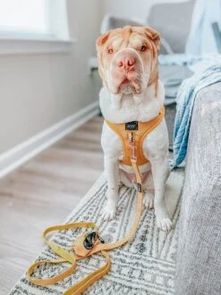 Dog Leash - Sunflower Fields -Furfinity Cheap Shop sunflower fields dog adjustble harness leash