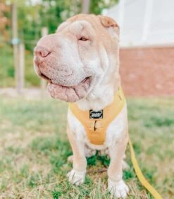 Dog Four Piece Bundle - Sunflower Fields 38 Dog Four Piece Bundle - Sunflower Fields -Furfinity Cheap Shop sunflower fields dog adjustble harness sharpei