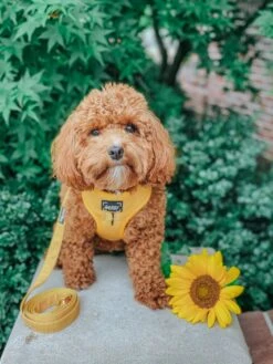Dog Four Piece Bundle - Sunflower Fields 34 Dog Four Piece Bundle - Sunflower Fields -Furfinity Cheap Shop sunflower fields dog bundle 944dfebe bd87 4418 86d8 910153c40c46