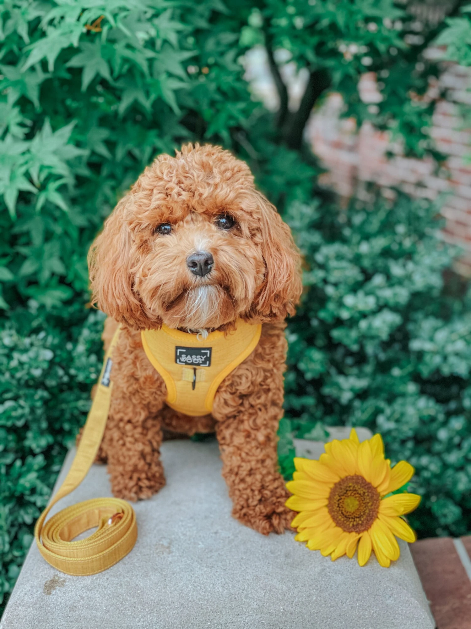 Dog Four Piece Bundle - Sunflower Fields 15 Dog Four Piece Bundle - Sunflower Fields - Image 13