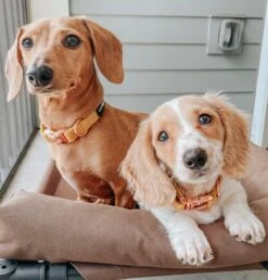 Dog Collar - Sunflower Fields -Furfinity Cheap Shop sunflower fields dog collar