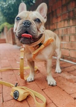 Dog Collar - Sunflower Fields -Furfinity Cheap Shop sunflower fields dog collar leash 25f9bc96 c1ce 4b82 96a7 b27dd1cd3e89