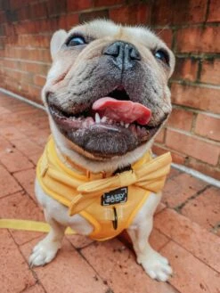 Dog Adjustable Harness - Sunflower Fields -Furfinity Cheap Shop sunflower fields dog deluxe bundle 5748858f f572 4c30 b21c e6b9c63824cf