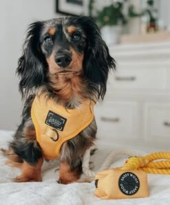 Dog Adjustable Harness - Sunflower Fields -Furfinity Cheap Shop sunflower fields dog harness bundle 1 054b2f2f 0124 4ca4 93e4 3991c1921fd7