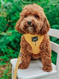 Dog Adjustable Harness - Sunflower Fields -Furfinity Cheap Shop sunflower fields dog harness poodle