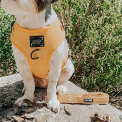 Dog Leash - Sunflower Fields -Furfinity Cheap Shop sunflower fields dog harness shitzu 2