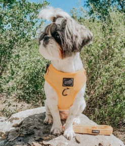 Dog Adjustable Harness - Sunflower Fields -Furfinity Cheap Shop sunflower fields dog harness shitzu ef352097 01cf 46cc ae38 96a2370703cc