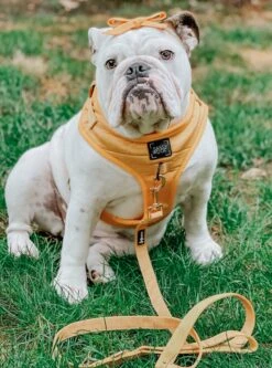 Dog Four Piece Bundle - Sunflower Fields 39 Dog Four Piece Bundle - Sunflower Fields -Furfinity Cheap Shop sunflower fields dog leash bulldog
