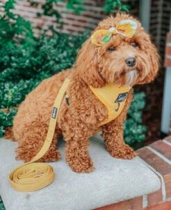 Dog Leash - Sunflower Fields -Furfinity Cheap Shop sunflower fields dog leash 2877bd64 6e21 4f53 9f39 1f51a7c51fa0