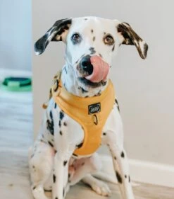 Dog Adjustable Harness - Sunflower Fields -Furfinity Cheap Shop sunflower fields dog photo1 dccca897 9137 489d b49f 38db05f6b10c