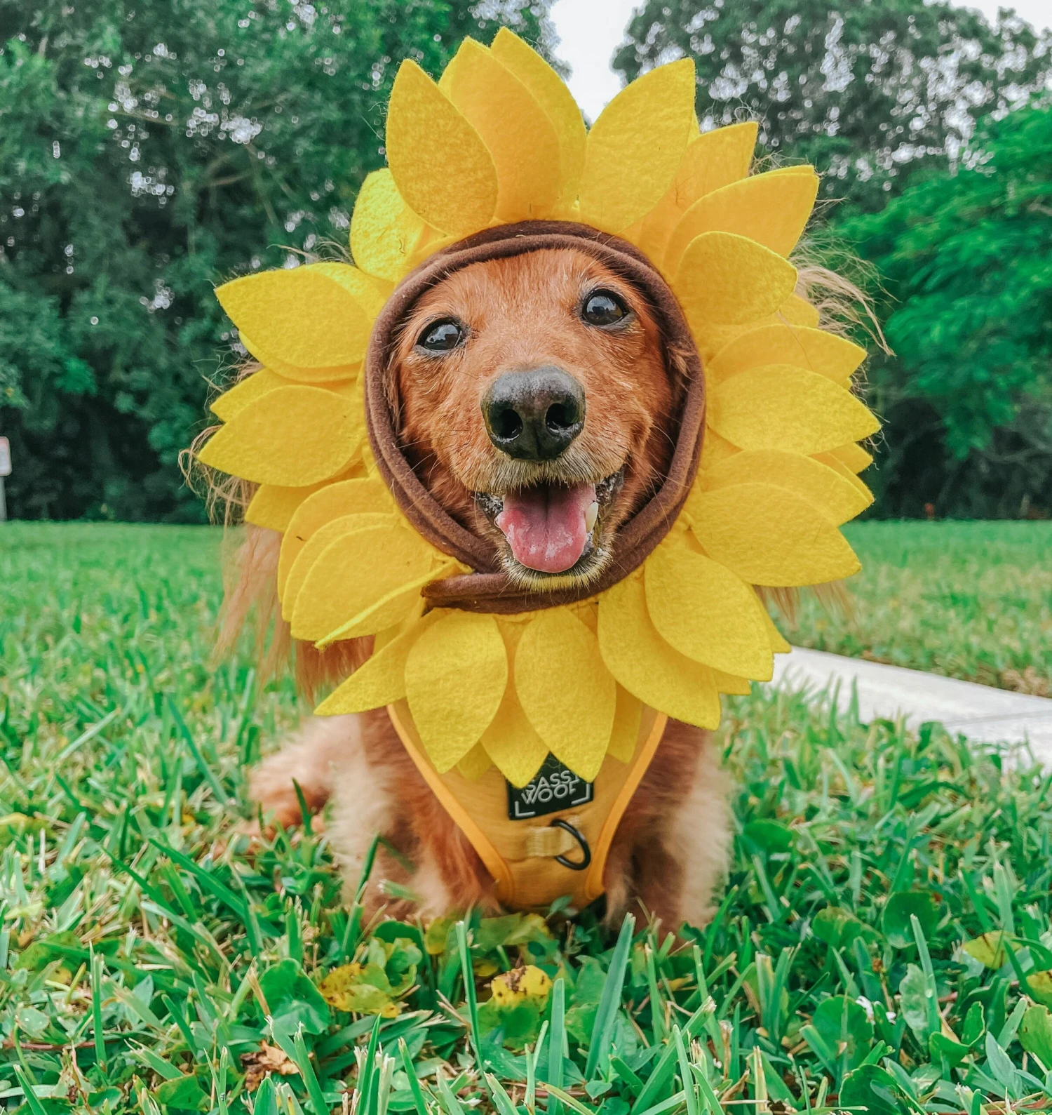 Dog Four Piece Bundle - Sunflower Fields 13 Dog Four Piece Bundle - Sunflower Fields - Image 11