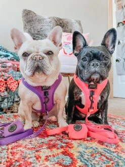 Dog Adjustable Harness - Neon Purple -Furfinity Cheap Shop sweetpeachnplum