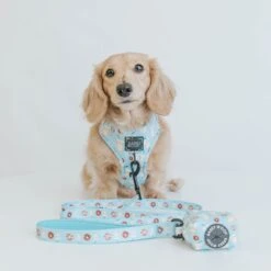 Dog Four Piece Bundle - Sweets & Pawfee -Furfinity Cheap Shop sweets and pawfee dog collection 8