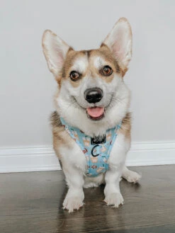 Dog Four Piece Bundle - Sweets & Pawfee -Furfinity Cheap Shop sweets and pawfee dog 2 e058b9b6 0378 4b2f ab13 eaa6eb1fe962