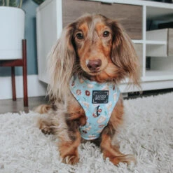 Dog Four Piece Bundle - Sweets & Pawfee -Furfinity Cheap Shop sweets and pawfee dog 5 ff18b07c 709c 4b16 b753 75b44f8f215c