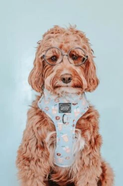 Dog Four Piece Bundle - Sweets & Pawfee -Furfinity Cheap Shop sweets and pawfee 3