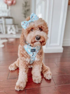 Dog Collar - Sweets & Pawfee -Furfinity Cheap Shop sweets pawfee dog harness 2 cae867b1 e32f 404d 9ea5 92079e147fbd