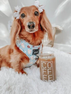 Dog Four Piece Bundle - Sweets & Pawfee -Furfinity Cheap Shop sweets pawfee dog harness 3 06741baa 0687 47e3 a54a 490cb363fd75